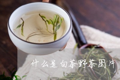 什么是白茶野茶图片/2023081216139