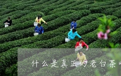 什么是真正的老白茶叶茶/2023082601714