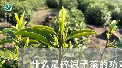 什么是碎银子茶的功效与作用/2023052760692