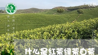 什么是红茶绿茶白茶/2023081270605