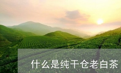 什么是纯干仓老白茶/2023081266157