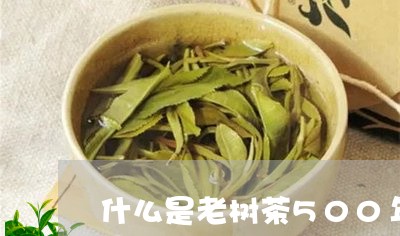 什么是老树茶500年茶树多大/2023053103838