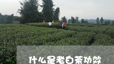 什么是老白茶功效/2023061541804