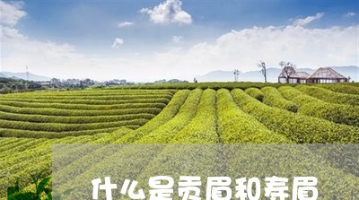 什么是贡眉和寿眉/2023090775058