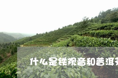 什么是铁观音和普洱茶/2023092907160