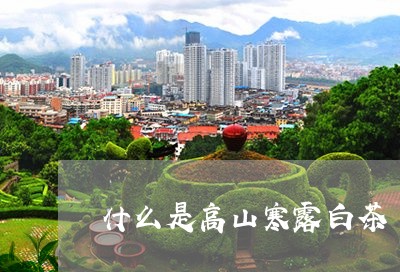 什么是高山寒露白茶/2023081273047