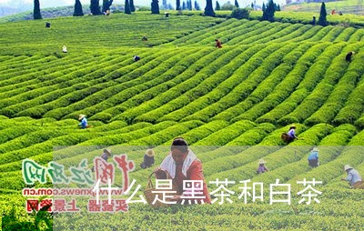 什么是黑茶和白茶/2023061589603