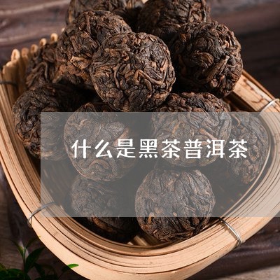 什么是黑茶普洱茶/2023112693958