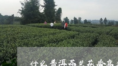 什么普洱茶兰花香高又好喝/2023110592604