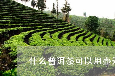 什么普洱茶可以用壶煮茶/2023103112794