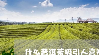 什么普洱茶吸引人喜欢听/2023082804258