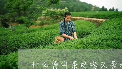 什么普洱茶好喝又营养/2023080110482