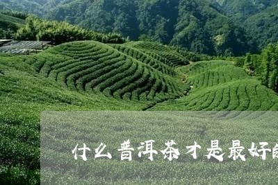 什么普洱茶才是最好的茶/2023120718582