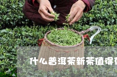 什么普洱茶新茶值得存储/2023082877150