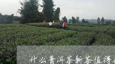 什么普洱茶新茶值得存放/2023082839282