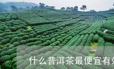 什么普洱茶最便宜有效/2023062970803