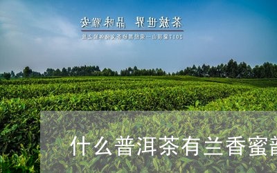 什么普洱茶有兰香蜜韵味/2023110142403