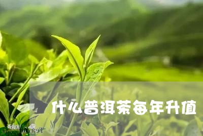 什么普洱茶每年升值/2023120552026