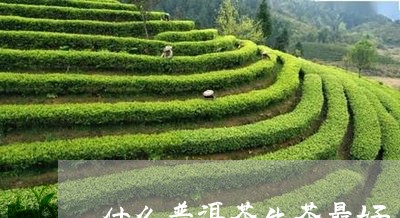 什么普洱茶生茶最好/2023070949463