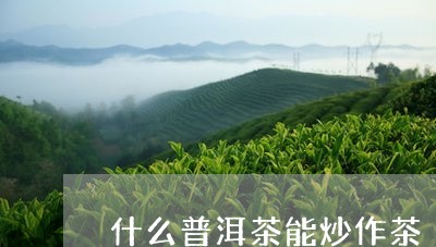 什么普洱茶能炒作茶/2023101795179