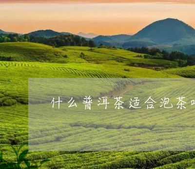 什么普洱茶适合泡茶喝好/2023082826158