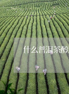 什么普洱茶醇厚浓郁好喝/2023102443626