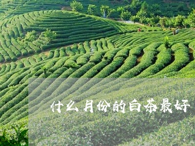 什么月份的白茶最好/2023081238369