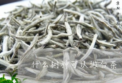 什么树种可以做白茶/2023121605362