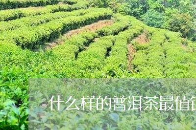 什么样的普洱茶最值钱/2023061624060