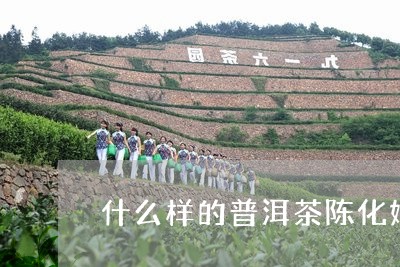 什么样的普洱茶陈化好一点/2023082892603