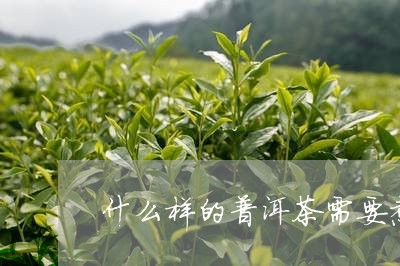 什么样的普洱茶需要煮一下/2023081796482