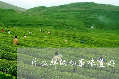 什么样的白茶味道好/2023081296250