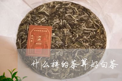 什么样的茶算好白茶/2023121650685