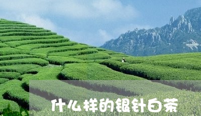 什么样的银针白茶/2023061572693