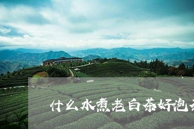 什么水煮老白茶好泡茶叶/2023073056168