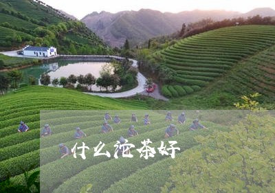 什么沱茶好/2023090224048