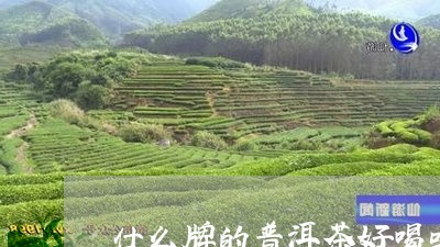 什么牌的普洱茶好喝吗/2023092958491