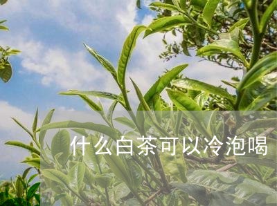 什么白茶可以冷泡喝/2023081290704