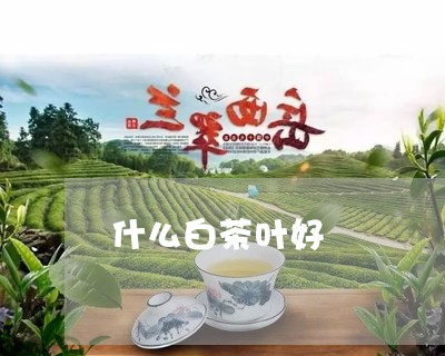 什么白茶叶好/2023051228693