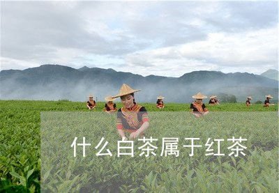 什么白茶属于红茶/2023061569603