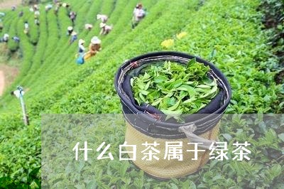 什么白茶属于绿茶/2023061548370