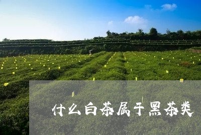 什么白茶属于黑茶类/2023081262725