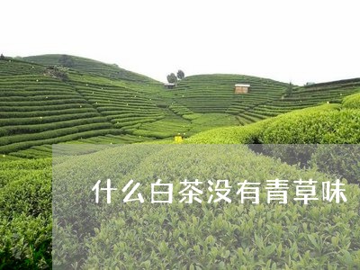 什么白茶没有青草味/2023071549282