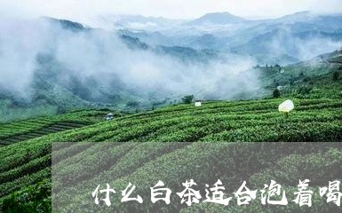 什么白茶适合泡着喝/2023071520593