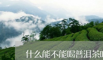 什么能不能喝普洱茶吗/2023062865039