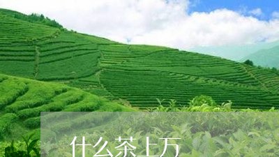 什么茶上万/2023090216168