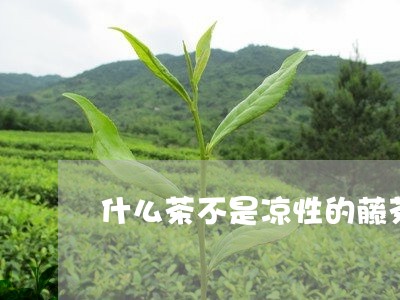 什么茶不是凉性的藤茶有什么好处/2023060285818