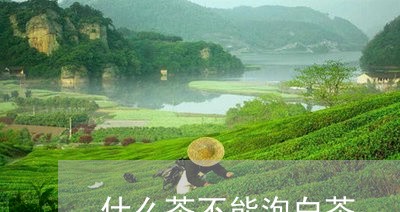 什么茶不能泡白茶/2023061538602