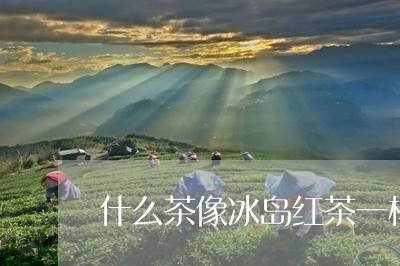 什么茶像冰岛红茶一样/2023061223026