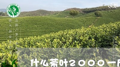 什么茶叶2000一斤/2023061097159